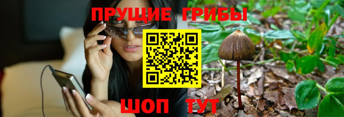 Псилоцибиновые грибы Cubensis Трёхгорный